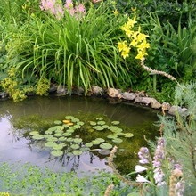 Idei de idei de grădină idei de fotografie pentru grădină parcelă (flori pe pietre și în apropierea iazului, baie din fontă)