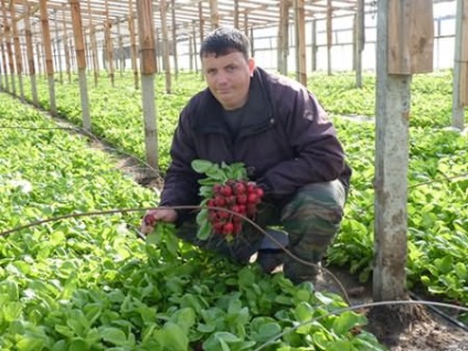 Castraveți de salată pentru sere