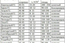 Салатні огірки для теплиць сорту