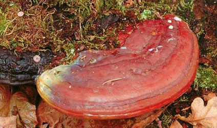 A világ legnagyobb gombája, élővilág