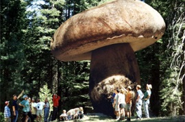 Cele mai mari ciuperci din lume, vivareit