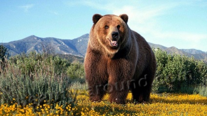 Urșii cei mai frumoși (vârful-13)