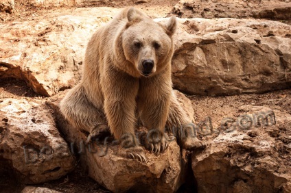 Urșii cei mai frumoși (vârful-13)