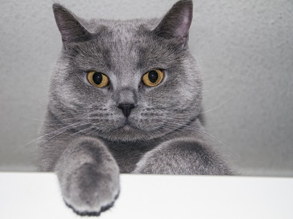 Cele mai afectuoase rase de pisici din lume - rating - topkin, 2017