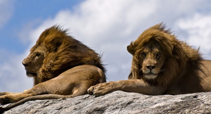 A legkisebb oroszlánok afrikai oroszlánok