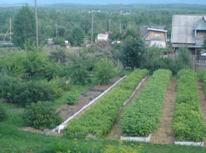 Cea mai uimitoare grădină