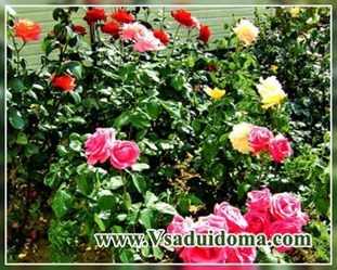 Planificăm corect trandafirii (moduri de plantare), un loc despre o grădină, o reședință de vară și plante de apartament