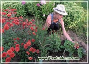 Ehető zöld növényi ágyágyágy, kerthelyiség, ház és szobanövények