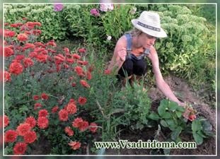 Garda verde legume pat-flori verde, site-ul despre gradina, cabana si plante de apartament