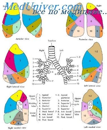 Mediul segmentului pulmonar