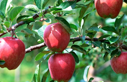 Secretele de îngrijire a pomilor de măr