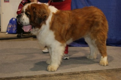 St. Bernard fodrász és a kutya gyapjú tulajdonságai