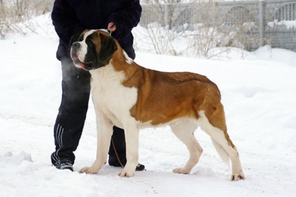 St. Bernard fodrász és a kutya gyapjú tulajdonságai