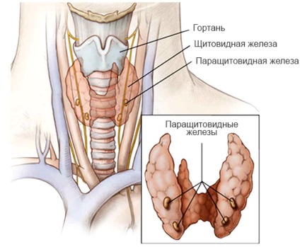 Glandele tiroide și paratiroidiene
