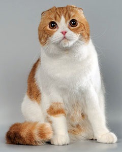 Scottish Fold