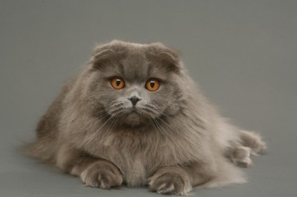 Scottish Fold