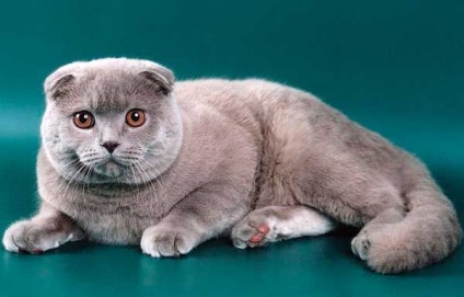 Scottish Fold (descriere scoțiană) a rasei