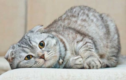 Scottish Fold (descriere scoțiană) a rasei