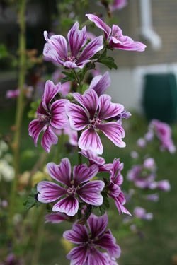 Stoc de soi de trandafir (mallow), boală, utilizare în designul peisajului - natura înconjurătoare,