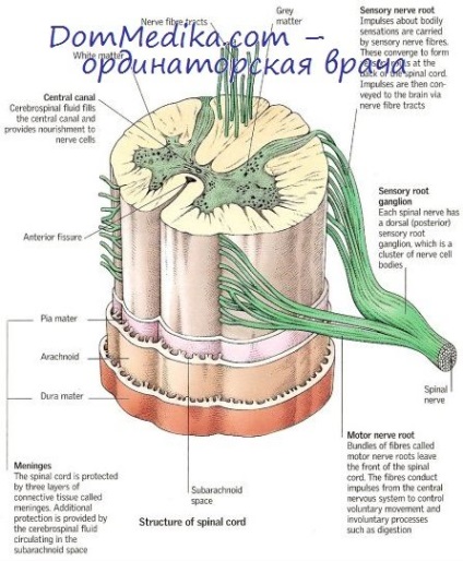 Durere simpatică