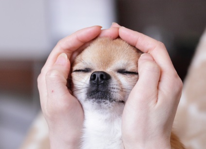 Sindromul unui câine mic, articole despre Chihuahua