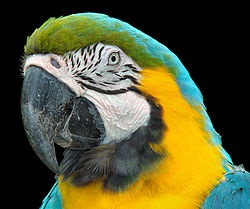 Albastru-galben macaw