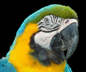 Albastru-galben macaw (ara ararauna), macaws, animale de companie