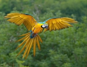 Albastru-galben macaw (ara ararauna), macaws, animale de companie