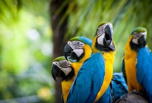 Albastru-galben macaw (ara ararauna), macaws, animale de companie