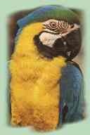 Kék-sárga macska - egy madár tulajdonosának enciklopédiája