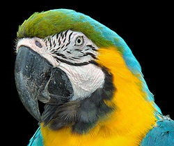 Albastru-albastru macaw este