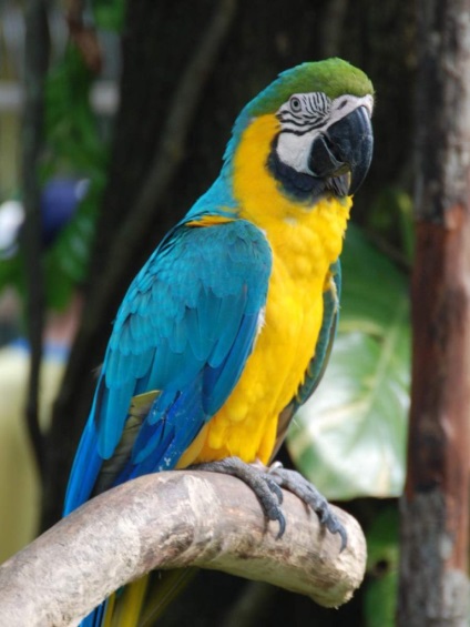 Albastru-galben macaw - unul dintre cei mai străluciți papagali