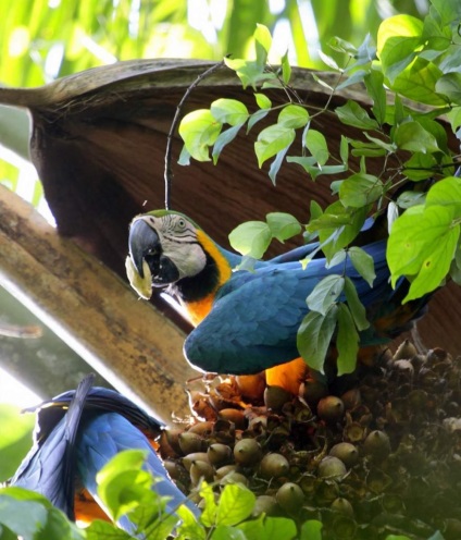 Albastru-galben macaw - unul dintre cei mai străluciți papagali