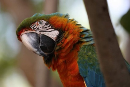 Albastru-galben macaw - unul dintre cei mai străluciți papagali