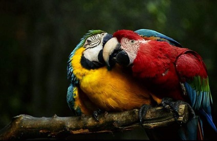 Albastru-galben macaw - unul dintre cei mai străluciți papagali