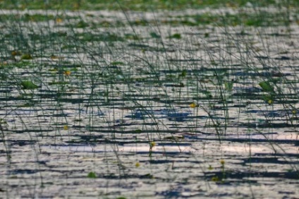 Lacul Skadar