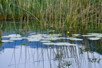 Lacul Skadar