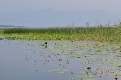 Lacul Skadar