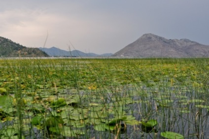 Lacul Skadar