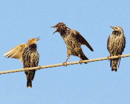 Starling obișnuit, fotografie