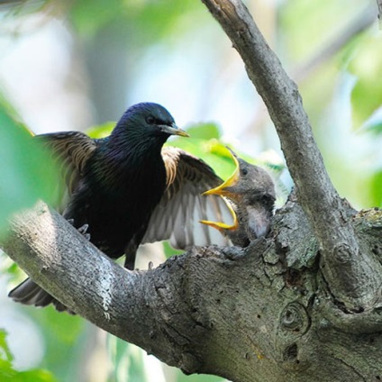 Starling obișnuit, fotografie