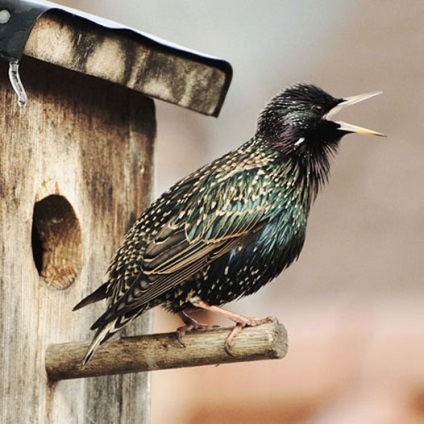 Starling obișnuit, fotografie