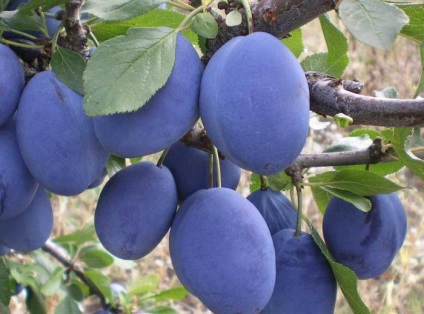 Suc de prune