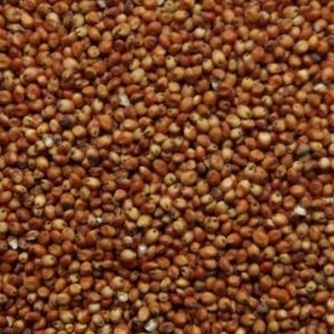 Sorghum beneficiază de cereale, compoziția chimică, valoarea nutrițională și eventualele daune ale sorgului