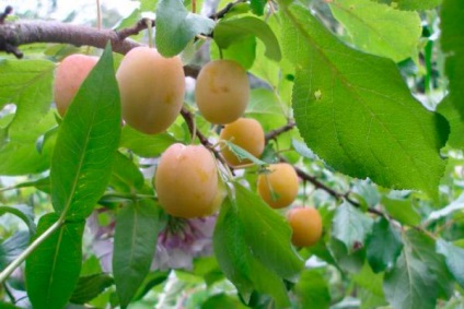 Soiuri de prune galbene - fotografie cu descrieri și caracteristici ale soiurilor