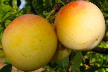 Soiuri de prune galbene - fotografie cu descrieri și caracteristici ale soiurilor