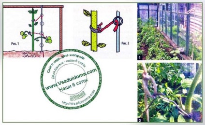 Metoda de fixare-jartiera de tomate, un site despre o gradina, o resedinta de vara si plante de casa