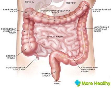 Structura și lungimea intestinului uman