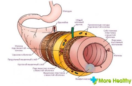 Structura și lungimea intestinului uman