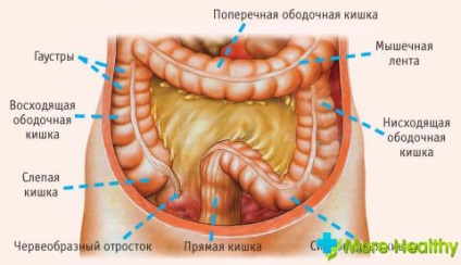 Structura și lungimea intestinului uman